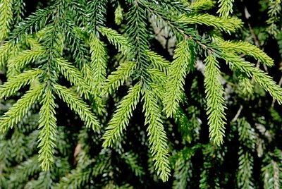 Picea orientalis 'Aureospicata' - smrk východní - šištice a výhonky